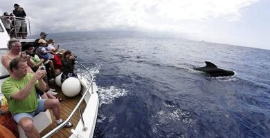 avistamiento cetaceos los gigantes